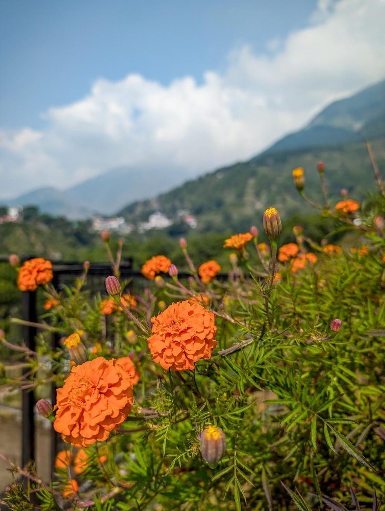 Hobo Hostel Dharamshala Eksteriør bilde