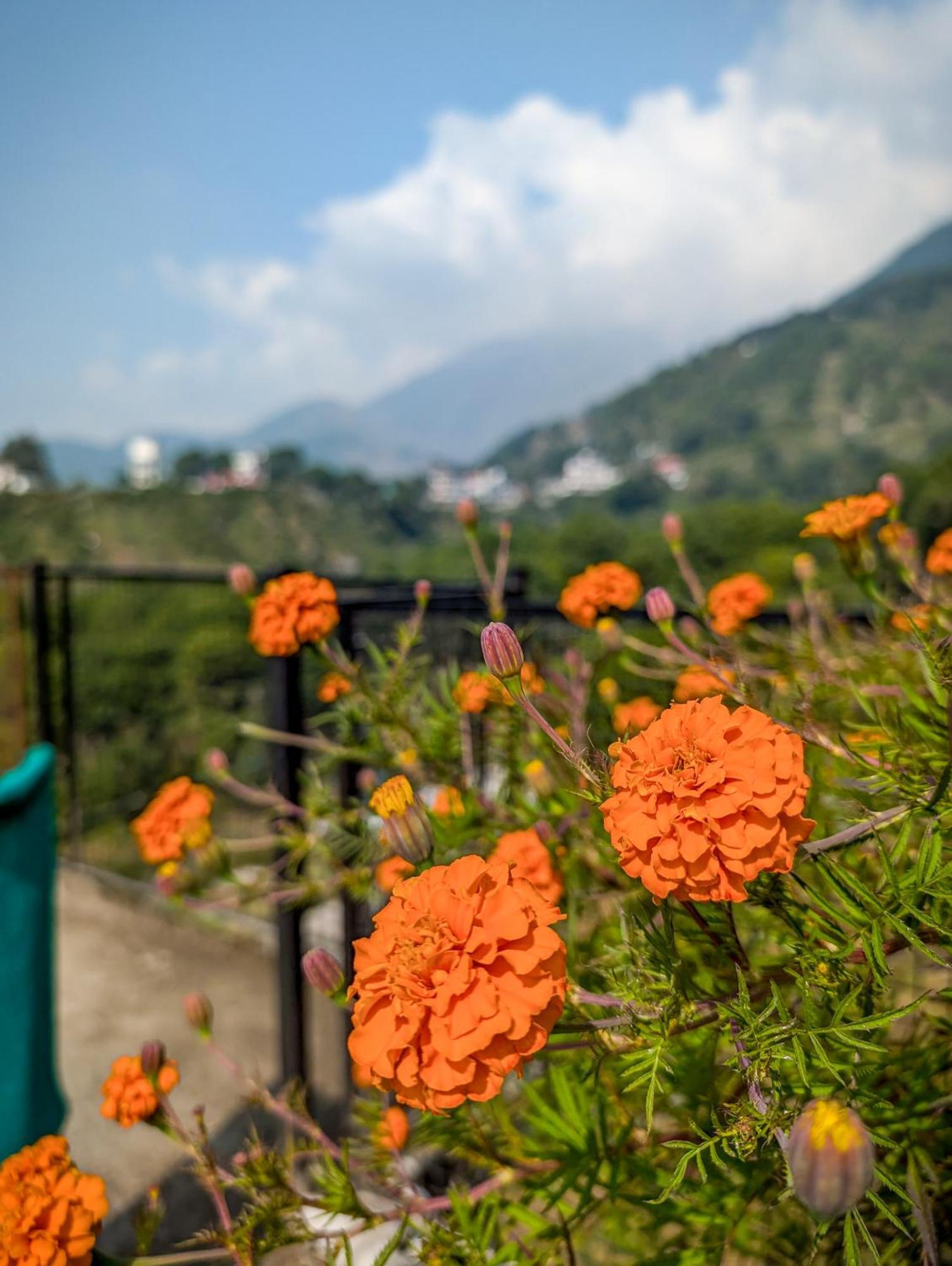 Hobo Hostel Dharamshala Eksteriør bilde